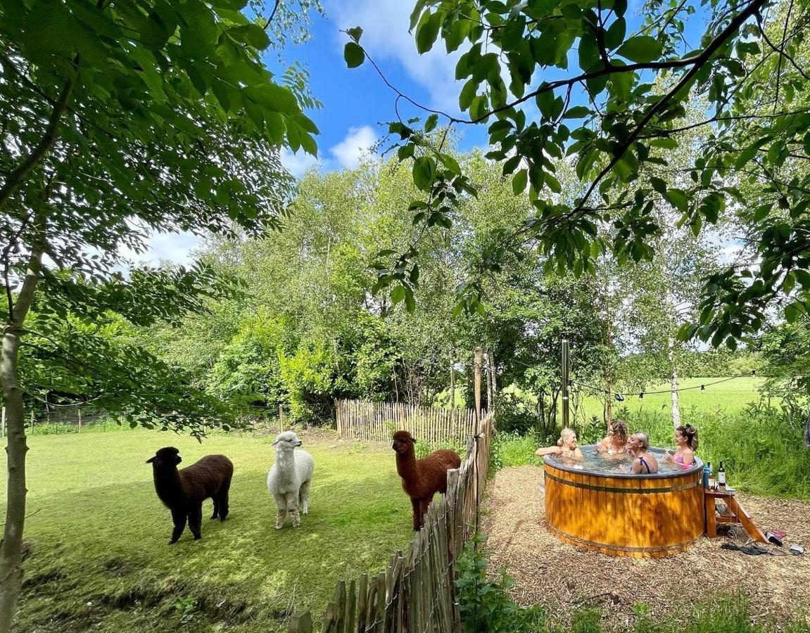 Wereldse Bell Tenten Met Alpaca'S Paasloo Luaran gambar